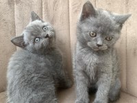 14 Mart Doğumlu Scottish Straight ve Scottish Fold