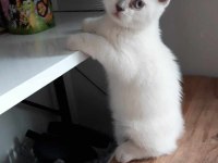 2 Aylık Scottish Fold Bebeklerimiz Sahiplerini bekliyor