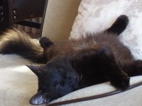 KESİNLİKLE ÜCRETSİZ SAHİPLENDİRME KEDİMİZ