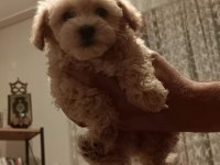maltipoo yavrular (sağlık ve ırk garantili)