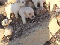 2 erkek ve 2 dişi golden retriever