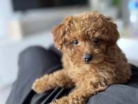 Toy Poodle Yavru