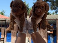 Kore toy poodle yavrularımız