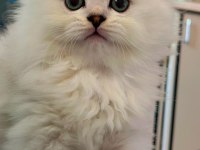 Anne baba secereli 3 aylık scottish fold long hair silver