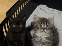Evden Safkan Show Kalite Scottish Fold Yavrular