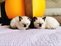SAFKAN SİYAM KEDİSİ YAVRUMUZ
