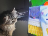 British longhair kedimizi eşleştirme ilanıdır