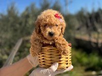 TÜY DÖKMEYEN ORJİNAL TOY POODLE