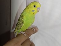 Ele kola alıştırmalık muhabbet kuşu yavru erkek