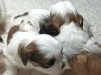 Shih tzu yavrularımız
