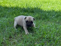 Çok acil son bir adet dişi french bulldog kalmıştır
