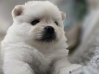Tea cup pomeranian son yavru