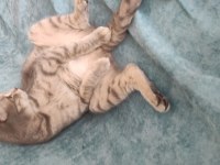 Tatlı bir scottish fold