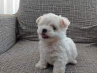 MALTESE TERRİER YAVRULARIMIZ