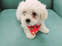 Maltese terrier bebekler