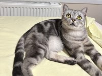 British shorthair