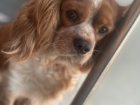 Acil Yuva Aranıyor Cavalier King Charles