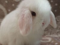 Lop Tavşanlar Gün İçi Gönderim Mevcut