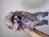 Pomeranian orange renk