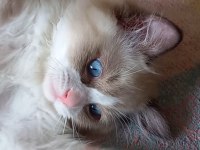 Safkan Ragdoll Son Yavru Kedimiz