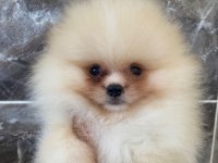 Teacup pomeranian