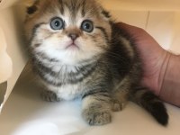 50 günlük tuvalet eğitimleri var scottish fold