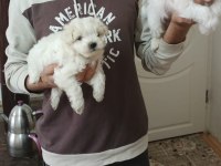 Sahiplendirilecek maltipoo köpekler