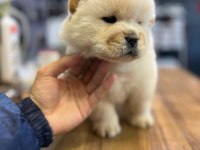 chow chow bebekler