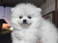 Pomeranian boo köpeğimiz