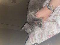Sevecek iyi bakacak aile arıyoruz british shorthair