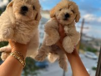 Pofuduk maltipoo köpekler