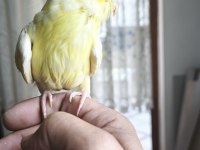 30-40 GÜNLÜK BEBEK LUTİNO KIRMIZI GÖZ SULTAN PAPAĞANI