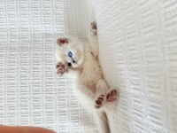 Blue point british shorthair bebekler