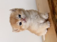 Safkan British Shorthair Golden Ny12 Yavrum