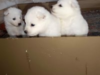 Samoyed yavrular ırk garantili
