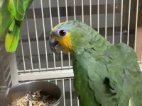 Amazon Papaganı Maskot