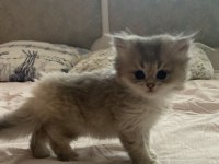 Bulut kızı british longhair