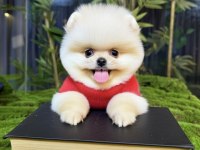 Ayı sürat pomeranian yavrularımız gelmiştir