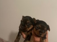 Safkan tüy dökmez koku alerji yapmaz yorkshire terrier