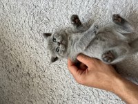 Safkan british shorthair yavru