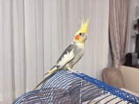 Sultan papağanı erkek