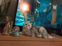 British shorthair kısır erkek ücretsiz
