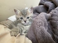 WHATSAPP İLETİŞİME GEÇİN UYGUN OLARAK KEDİLER