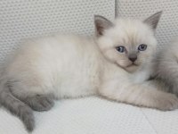 British Shorthair 2 Aylık