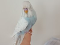 Mırıldanmaya baslayan jumbo yavru kuşum