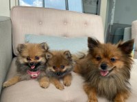 Ukrayna Menşeili Anne Babadan Pomeranian
