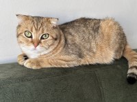 Biriciğim scottish fold