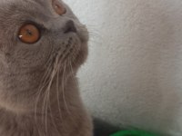 british shorthair oyuncu ve uysal