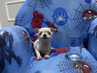 Chihuahua yavruları