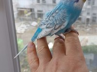 Yerli Çekoslovak rainbow muhabbet kuşu yavrular